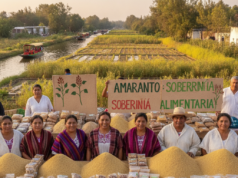Productores de Amaranto en CDMX Defienden el Grano Ancestral con Exhibición de Productos Productores de Amaranto